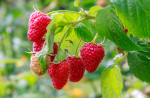 Raspberries on a plant, not harvested yet. Farming supplies canada, berry farming supplies, farming supply shop, farming supply store, farming supplies store, farming supplies near me, berry trays, mechanical berry harvesting 