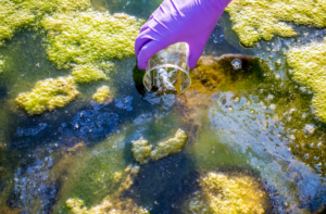 An image of eutrophication in water with a hand scooping some into a beaker. oyster aquaculture bc, oyster aquaculture,shellfish aquaculture bc,shellfish aquaculture and the environment, aquaculture industry in canada, aquaculture systems, aquaculture canada, aquaculture in bc, aquaculture farmer, aquaculture association of canada, aquaculture jobs canada, aquaculture sustainability, aquaculture companies in canada, aquaculture supplies, Oyster farming supplies, shellfish aquaculture equipment, oyster grow-out systems, oyster trays and cages, oyster farming gear, shellfish farming containers, oyster farming rafts, aquaculture supplies for oysters, oyster cultivation tools, oyster seed trays, oyster farming nets, oyster farming structures, shellfish nursery supplies, sustainable oyster farming equipment, oyster farming materials, oyster farming accessories, oyster farming kits, commercial oyster farming supplies, oyster farming baskets, oyster farming solutions.