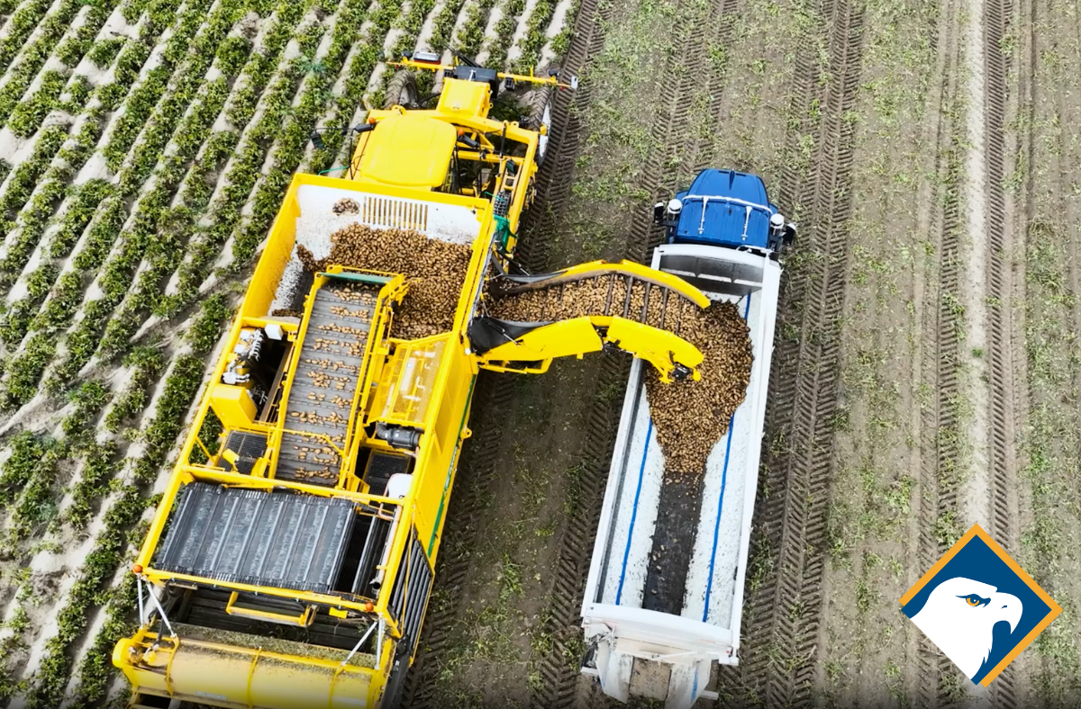 A yellow Oxbo brand harvesting machine harvesting potatoes from multiple rows simultaneously into an open semi truck.

Tags: Agricultural totes, Agricultural bins, Farm storage bins, Bulk agricultural containers, Heavy-duty farm totes, Reusable agricultural bins, Stackable agricultural totes for produce, Food-grade farm storage bins, Plastic totes for agricultural use, Ventilated harvest bins for farming, Durable bulk bins for fruits and vegetables, FDA-approved agricultural containers, Ventilated fruit bins for harvesting, Farm crates for produce transport, Agricultural storage solutions, Sustainable farm packaging, Buy agricultural totes near me, Wholesale farm bins for sale, Best bins for farming operations, Agricultural storage suppliers USA, Farm storage totes, Heavy-duty agricultural containers, Bulk farm produce bins, Reusable field totes, Agricultural transport bins, Large farm storage totes, Plastic farming bins, Harvest totes for farms, Ventilated fruit bins, Stackable vegetable bins, Orchard harvest crates, Vineyard harvest bins, Grape harvesting totes, Food-safe produce bins, Plastic agricultural totes, Wooden farm crates, Metal agricultural bins, Collapsible farm totes, Injection-molded produce bins, HDPE farm storage bins, Livestock feed storage bins, Agricultural transport containers, Farm seed storage bins, Dairy farm storage solutions, Poultry farm plastic totes, Grain storage containers for farms, Recyclable farm totes, Sustainable agricultural bins, Eco-friendly produce storage containers, BPA-free farm totes, Reusable farm produce bins, Bulk purchase agricultural bins, Wholesale farm totes, Commercial harvest crates, Industrial farming storage bins, Large-capacity farm bins for sale, Where to buy farm totes, Agricultural bins supplier near me, Best farm totes for harvest, Affordable agricultural containers.